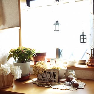 玄関/入り口/コーヒーフィルター紫陽花♡/シューモールド手作り/二年目ポインセチア/ダイソー...などのインテリア実例 - 2016-10-18 09:01:30