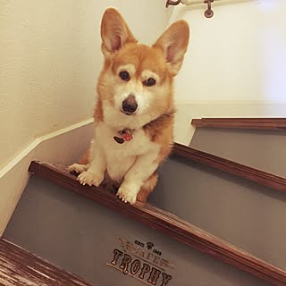部屋全体 コーギー犬のインテリア実例 Roomclip ルームクリップ 部屋全体 コーギー犬のインテリア実例 Roomclip ルームクリップ