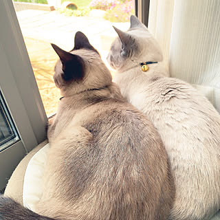 ロシアンブルー ブルーポイントのインテリア実例 Roomclip ルームクリップ