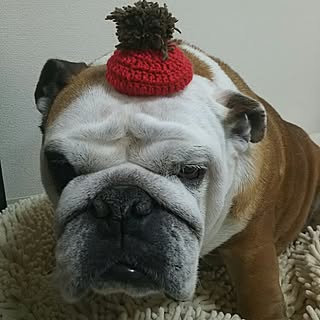 棚/いいね&フォローありがとうございます♡/コメント嬉しいです✨/ブルドッグ/アンチョビのインテリア実例 - 2015-04-25 16:40:13