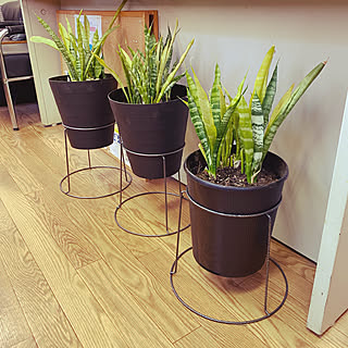 100円均一 挿し木のまとめページ Roomclip ルームクリップ 100円均一 挿し木のまとめページ Roomclip ルームクリップ