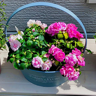 インパチェンス八重咲きのインテリア実例 Roomclip ルームクリップ