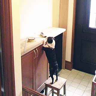 ボストンテリア 白黒犬のインテリア実例 Roomclip ルームクリップ
