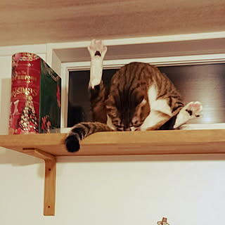 リビング/問題山積み。/長文失礼します/猫と暮らす。/ねこも家族♥...などのインテリア実例 - 2017-11-19 22:39:34