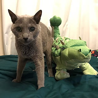 Ikea 恐竜好きのインテリア実例 Roomclip ルームクリップ