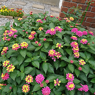 玄関/入り口/庭/お花に癒されます♡/お花のある暮らし+..・* ❁/記録用です(*^^*)...などのインテリア実例 - 2019-07-09 18:32:53