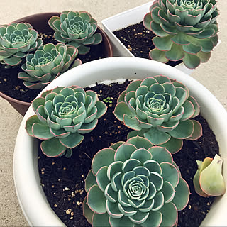 多肉植物 七福神に赤ちゃんがいっぱい のインテリア実例 Roomclip ルームクリップ