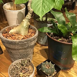 変な植物のインテリア実例 Roomclip ルームクリップ