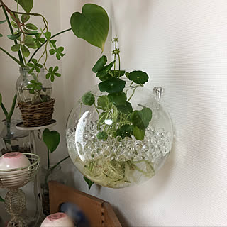 壁掛け花瓶のインテリア実例 Roomclip ルームクリップ 壁掛け花瓶のインテリア実例 Roomclip ルームクリップ