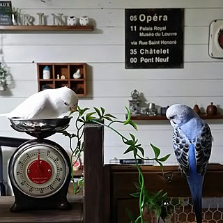 キッチン/賃貸でも楽しく♪/セキセイインコ/キキとララ/ダルトンキッチンタイマー...などのインテリア実例 - 2017-02-05 15:58:06