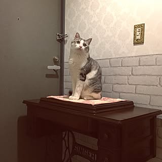机/猫/シンガーミシン/NO CAT,NO LIFE❤️/マホガニーテーブル/レンガ壁紙...などのインテリア実例 - 2016-07-18 23:30:07