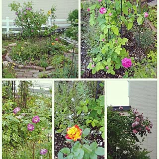 玄関/入り口/みどりのある暮らし/植物/花壇DIY/バラガーデン...などのインテリア実例 - 2017-06-24 07:30:28