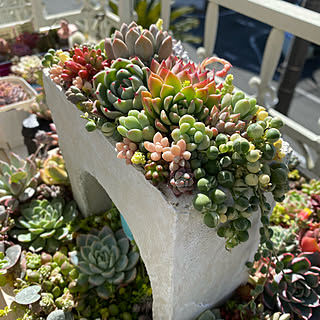 多肉植物/寄せ植え/DIY女子/NO GREEN NO LIFE/RCの出会いに感謝♡...などのインテリア実例 - 2020-02-24 11:43:02