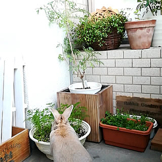ベランダ うさぎと暮らすのインテリア実例 Roomclip ルームクリップ