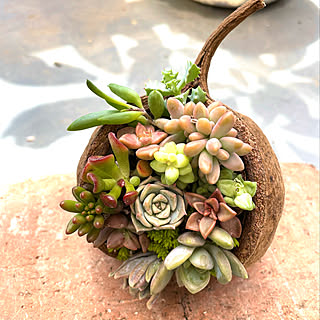 多肉植物 ブッダナッツのおしゃれなアレンジ 飾り方のインテリア実例 Roomclip ルームクリップ 多肉植物 ブッダナッツのおしゃれなアレンジ 飾り方のインテリア実例 Roomclip ルームクリップ