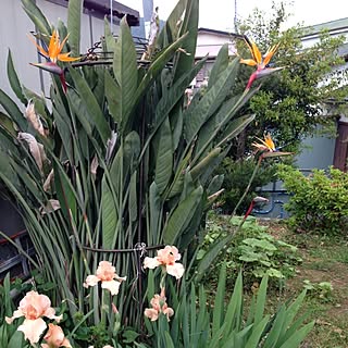 植物 極楽鳥花のインテリア実例 Roomclip ルームクリップ 植物 極楽鳥花のインテリア実例 Roomclip ルームクリップ