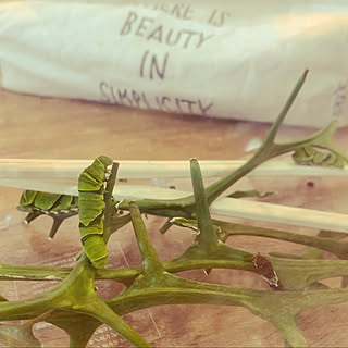 アゲハの幼虫のインテリア実例 Roomclip ルームクリップ