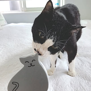 リビング/PETORI/ねこ部/ねこのいる日常/猫と暮らす...などのインテリア実例 - 2017-08-03 07:15:16