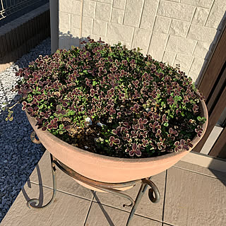 いつもいいねありがとうございます♡/NO GREEN NO LIFE/建て売り一戸建て/ちいさなお家/お花大好き❁❀✿✾...などのインテリア実例 - 2020-02-24 09:44:32