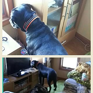 部屋全体/温かくご覧下さい。/お部屋でなくてすみません/いつもいいねありがとうございます♡/RCの出会いに感謝♡...などのインテリア実例 - 2017-01-22 13:16:12