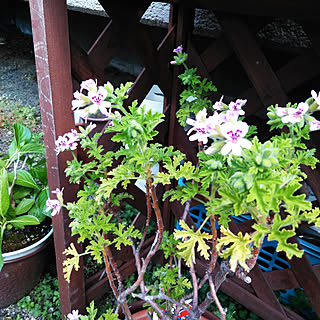 蚊連草のインテリア実例 Roomclip ルームクリップ