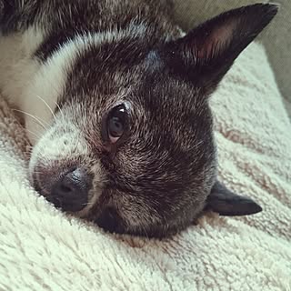 女性の、、家族住まいの「部屋全体」についてのインテリア実例