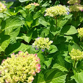 玄関/入り口/植物のある暮らし/20年/紫陽花/毎年微妙に色が違うのも楽しみ♪...などのインテリア実例 - 2017-05-28 22:19:40