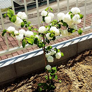 ガーデニング 白い花のインテリア実例 Roomclip ルームクリップ