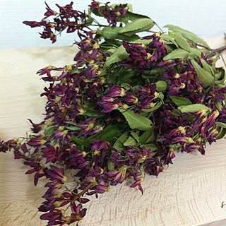 クリスマスブッシュのインテリア実例 Roomclip ルームクリップ