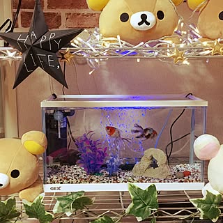 100均 アクアリウム 金魚の商品を使ったおしゃれなインテリア実例 Roomclip ルームクリップ