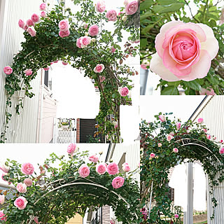 壁/天井/庭/バラ/薔薇が大好き╰(✿´⌣`✿)╯♡/花のある暮らし+..・* ❁...などのインテリア実例 - 2020-05-24 19:35:18