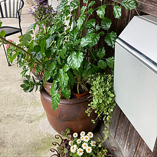 観葉植物のある暮らし ヘテロパナックスのインテリア実例 Roomclip ルームクリップ