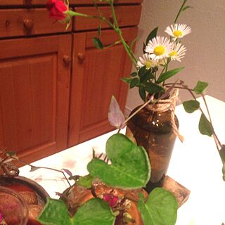 机/植物/花、緑のインテリア実例 - 2013-10-18 19:34:11