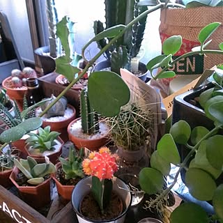多肉植物 ホヤのインテリア実例 Roomclip ルームクリップ 多肉植物 ホヤのインテリア実例 Roomclip ルームクリップ