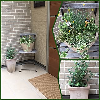玄関/入り口/癒しの玄関先!/ユーカリグニー/寄せ植え♡/IKEAの椅子...などのインテリア実例 - 2017-05-25 16:17:13