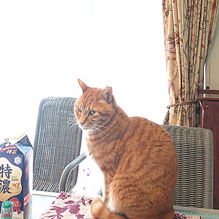 机/猫/猫のいるお部屋/今日もニコニコ頑張って参りましょう!/今日のおきょうさんのインテリア実例 - 2019-01-07 10:41:12