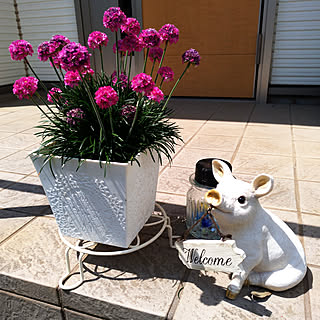 ダイソー アルメリアの商品を使ったおしゃれなインテリア実例 Roomclip ルームクリップ