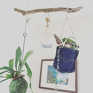 コウモリラン吊るしました コウモリラン苔玉のインテリア実例 Roomclip ルームクリップ