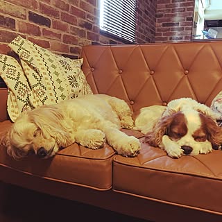 だらだらと過ごすのインテリア実例 Roomclip ルームクリップ