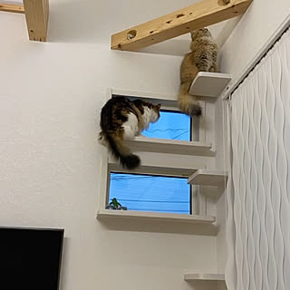 吹き抜けのある家 猫と暮らす生活のインテリア実例 Roomclip ルームクリップ