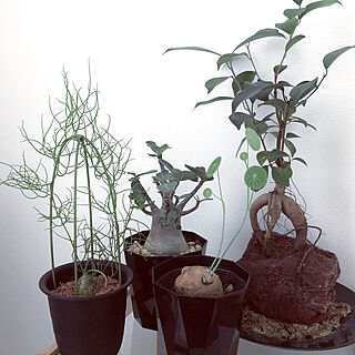 観葉植物 ソウカクデンのインテリア実例 Roomclip ルームクリップ