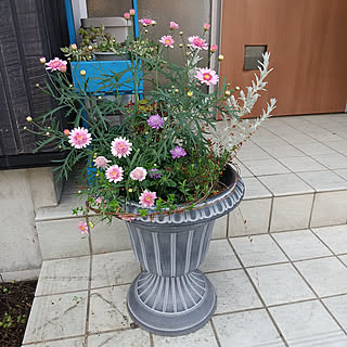 寄せ植え クランベリーのインテリア実例 Roomclip ルームクリップ