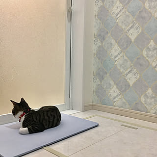 靴下にゃんこのインテリア実例 Roomclip ルームクリップ 靴下にゃんこのインテリア実例 Roomclip ルームクリップ