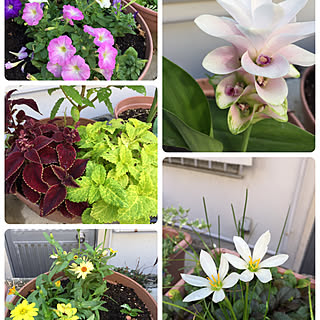 机/いいね!ありがとうございます♪/植物のある暮らし/いいねと、フォローの押し逃げすみません!/いいね♪フォロー本当に感謝感謝です。...などのインテリア実例 - 2018-08-05 09:31:52
