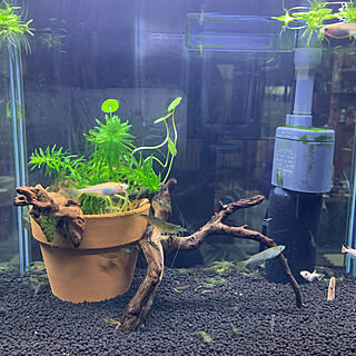 水槽掃除したよー のインテリア実例 Roomclip ルームクリップ
