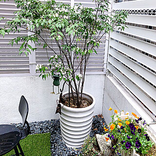 鉢植えの木のインテリア実例 Roomclip ルームクリップ