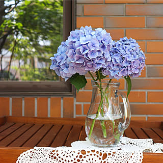 紫陽花/マイガーデン/庭のある暮らし/ガーデニング/ガーデン...などのインテリア実例 - 2019-06-19 21:31:53