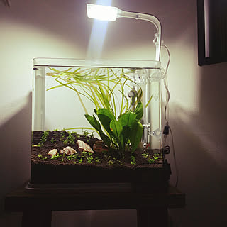 キューブ水槽のインテリア実例 Roomclip ルームクリップ キューブ水槽のインテリア実例 Roomclip ルームクリップ
