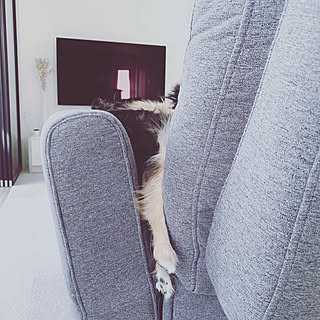 お昼寝中/愛犬と暮らす家/モノトーンインテリア/家づくり/犬...などのインテリア実例 - 2020-02-25 00:16:02