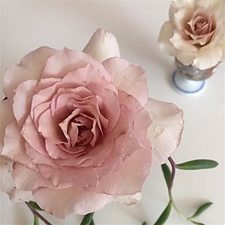 薔薇ニューウェーブのインテリア実例 Roomclip ルームクリップ